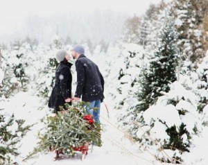 christmastreeonsleigh